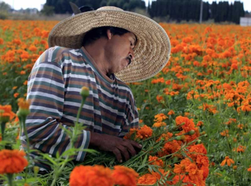 Cempasúchil, ícono representativo del Día de Muertos - Periódico El Regio