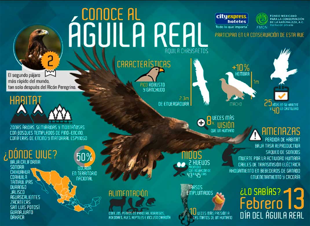 El águila real, una especie emblemática para los mexicanos, quiere seguir  volando en México - Periódico El Regio